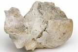 Fossil Titanothere (Megacerops) Vertebra - South Dakota #229040-1